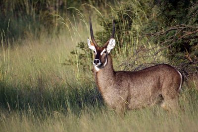 Roan in Hwange 2