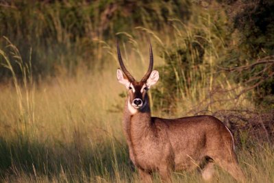 Roan in Hwange 3