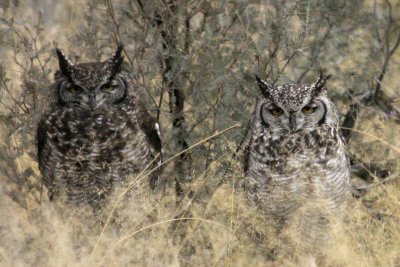 Mr and Mrs Owl