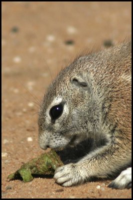 Ground squirrel with its lunch
