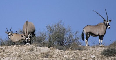 Gemsbok on the dune