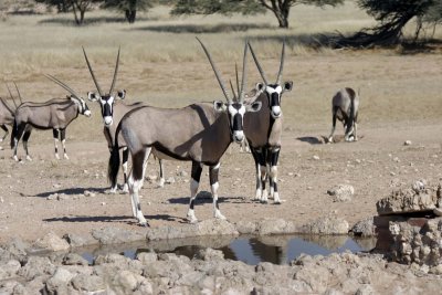 Gemsbok at the waterhole