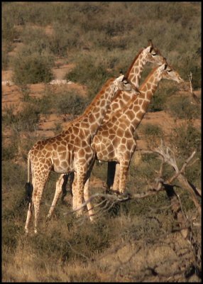 Suspicious giraffe watching out for the cheetah