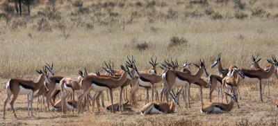 Spingbok in the riverbed