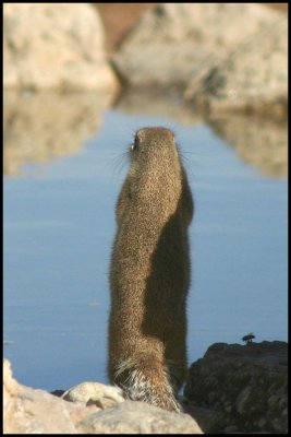 Ground squirrel at the waterhole 1