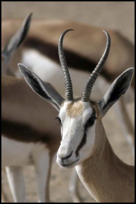 Springbok