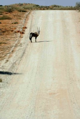 Young gemsbok