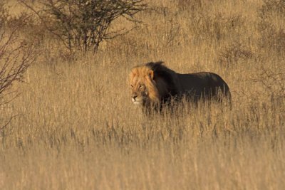 The lion is coming