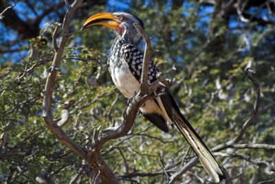 Yellow nose hornbill