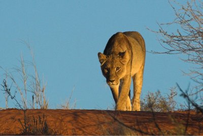 Lioness early morning at Kieliekrankie