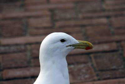 Seagull at Plettenberg Bay