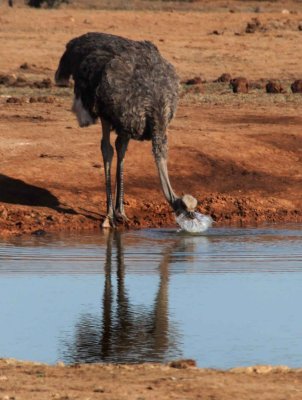 Addo - Ostrich drinking water