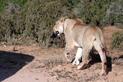 Addo - Lioness with a wound in her tail