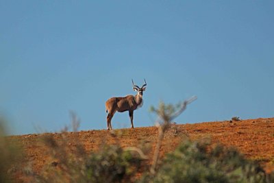 Addo -  kudu 2