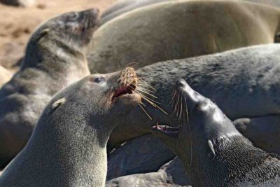 Seals at Cape Cross