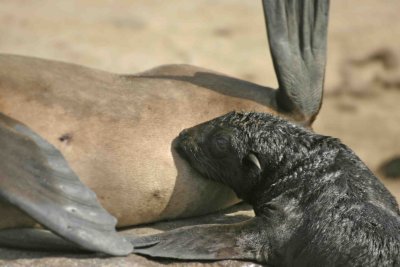 Baby seal and mom at Cape Cross