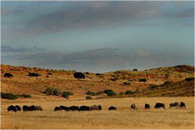 Blue wildebeest landscape, Kgalagadi