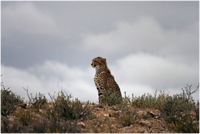 Cheetah, Kgalagadi