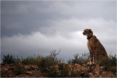 Cheetah, Kgalagadi