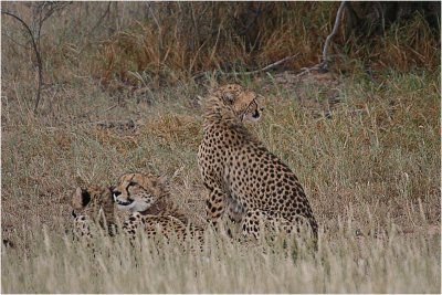 Cheetah just before the chase, Kgalagadi