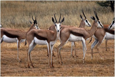 Wet springbok after a rain shower, Kgalagadi