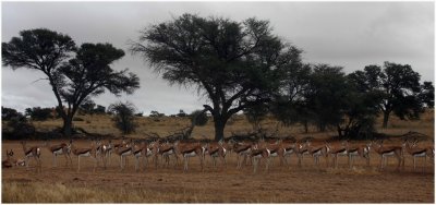 Springbok landscape, Kgalagadi