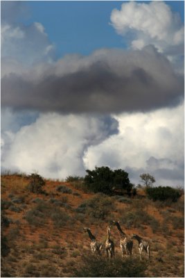 Giraffe, Kgalagadi Landscape