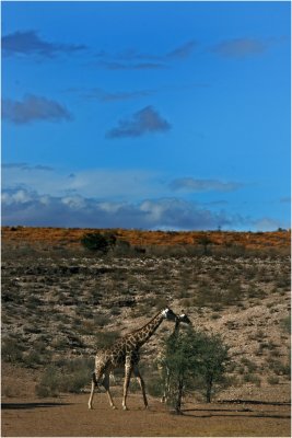 Giraffe, Kgalagadi Landscape