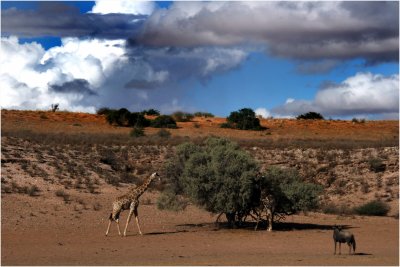 Giraffe, Kgalagadi Landscape