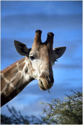 Giraffe, Kgalagadi