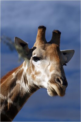Giraffe, Kgalagadi
