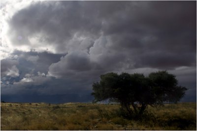 Kgalagadi Landscape