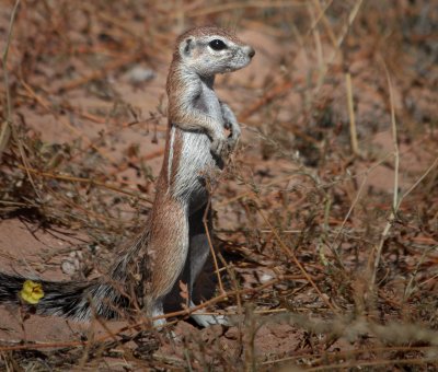 Ground Squirrel, Kgalagdi