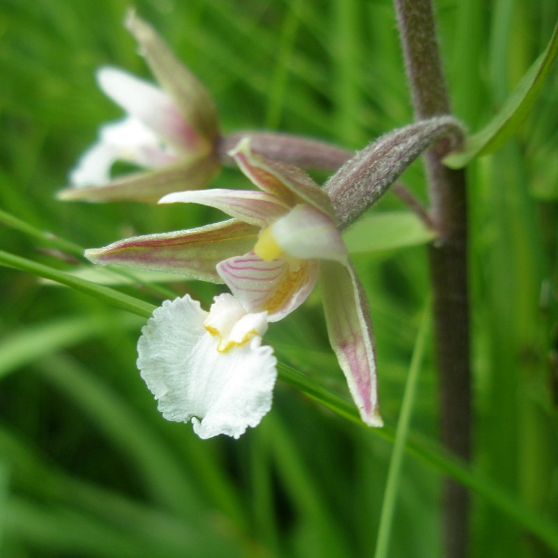 Epipactis des marais