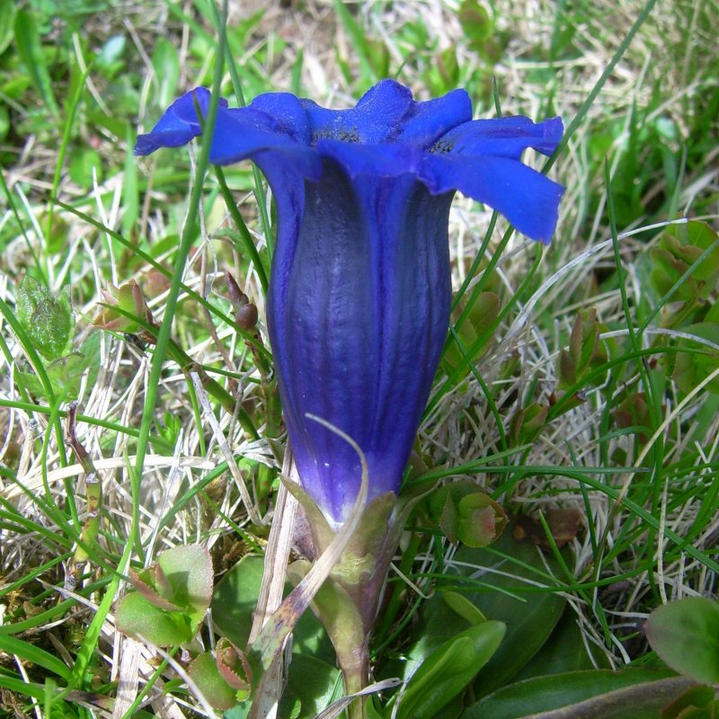 Gentiana clusii