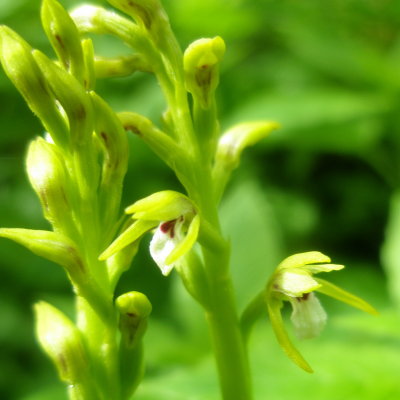 Corallorhiza trifida