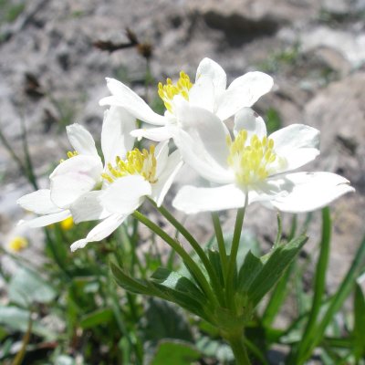 Anmone  fleurs de narcisse