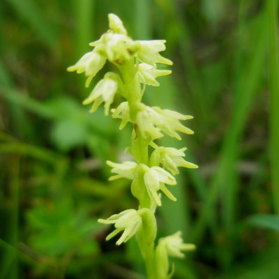 Orchis musc