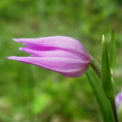 Cephalanthera rubra