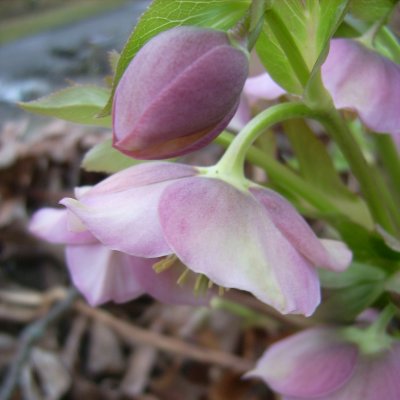 Helleborus atrorubens