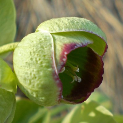 Helleborus foetidus