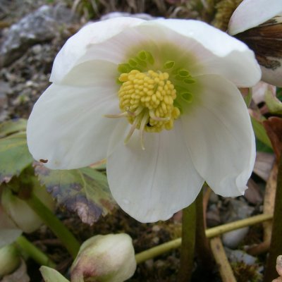 Helleborus niger