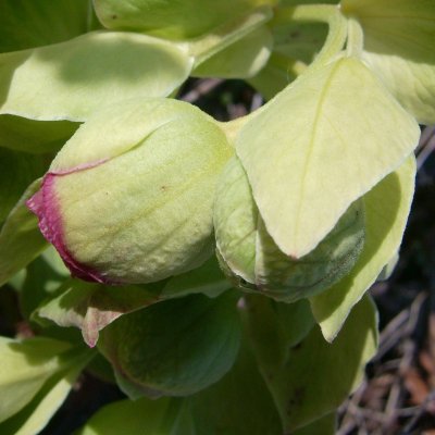 Helleborus foetidus