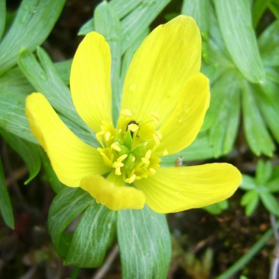 Eranthis hyemalis