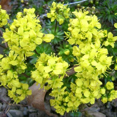 Draba aizoides