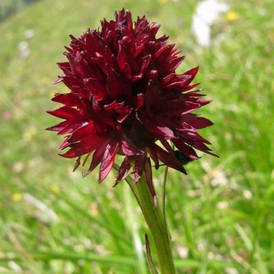 Orchis vanill