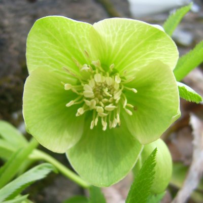 Helleborus bocconei