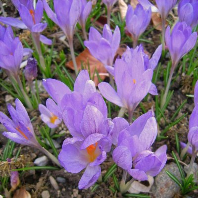 Crocus sieberi