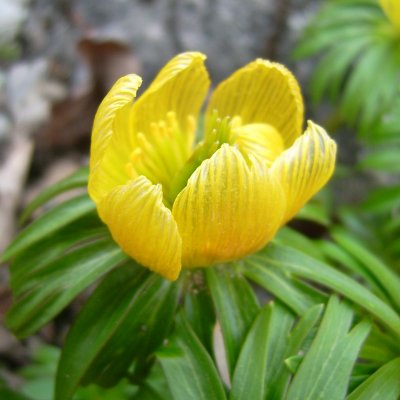 Eranthis cilicica