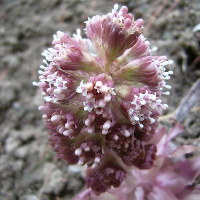 Petasites hybridus